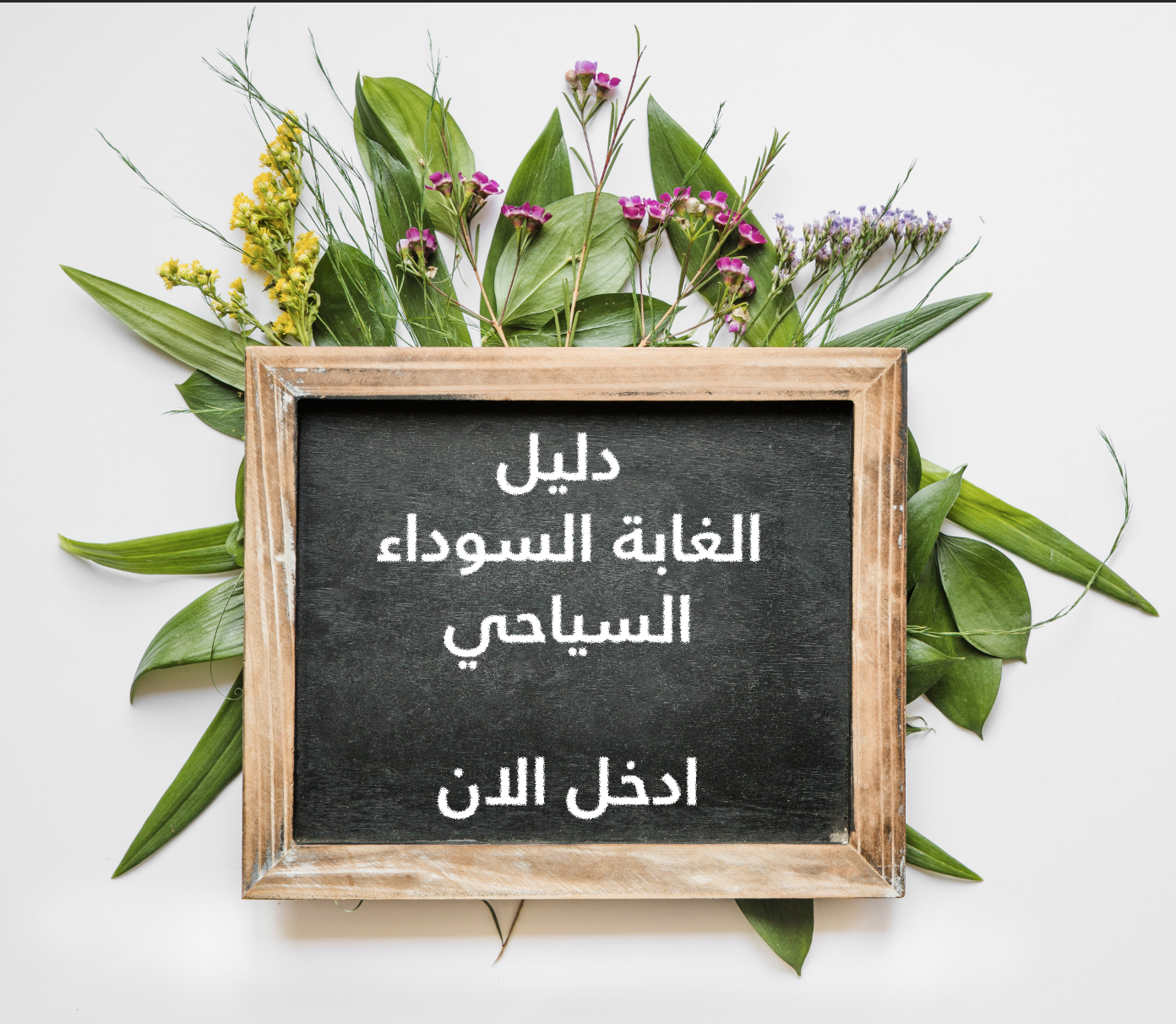 دليل الغابة السوداء