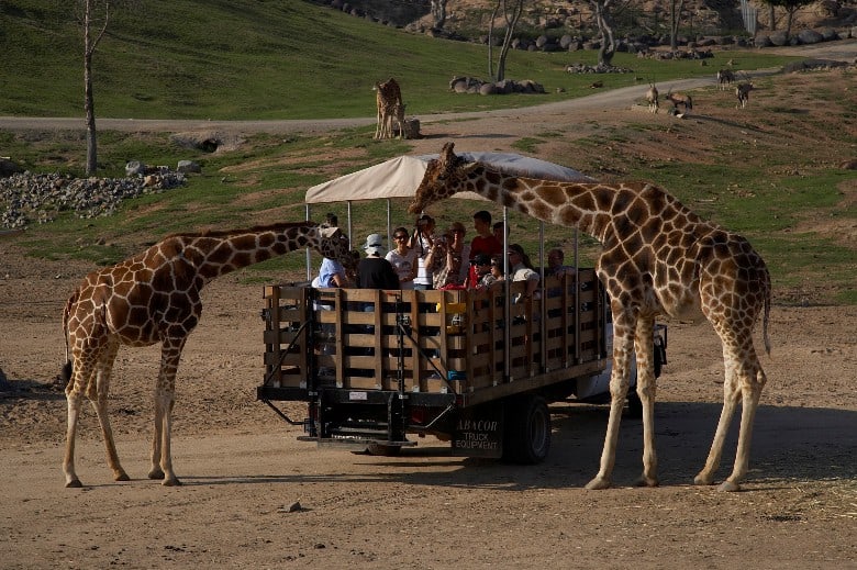 1485518692-2050-WildAnimalPark4 دليل السياحة في سان دييغو , فنادق و اماكن سياحية و اسواق و مطاعم بالاحداثيات .