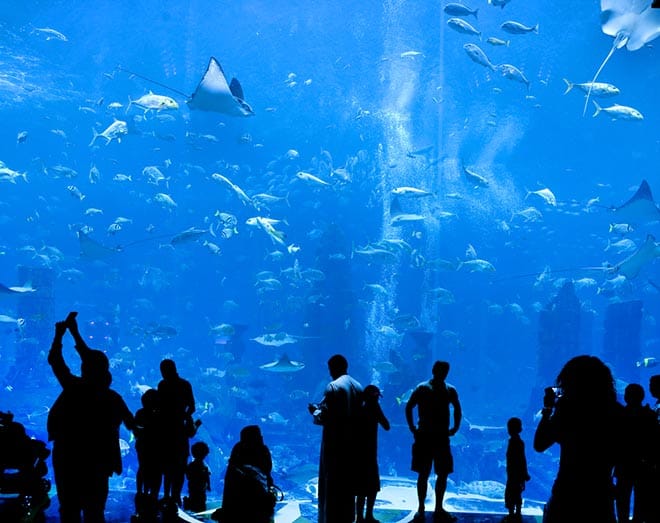 1485518760-2352-Birch-Aquarium دليل السياحة في سان دييغو , فنادق و اماكن سياحية و اسواق و مطاعم بالاحداثيات .