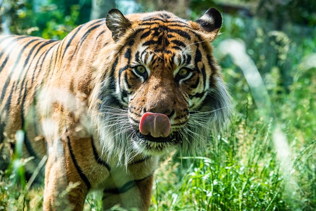 حديقة الحيونات zsl-london-zoo