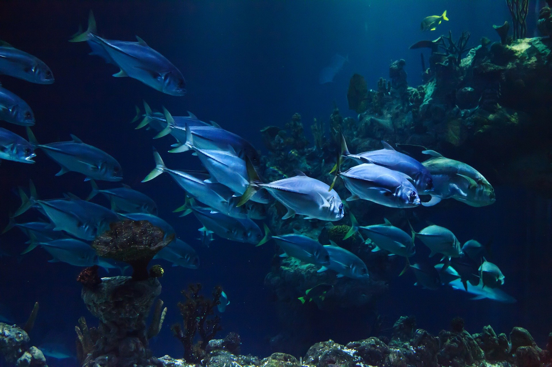 الاكواريوم سي لايف Sea Life Aquarium